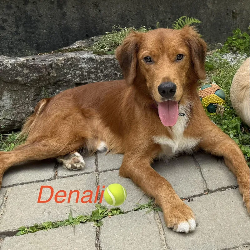 Denali  in NH thumbnail 2