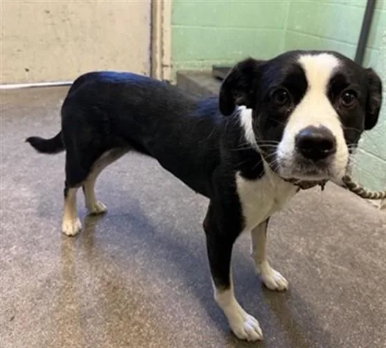 A young small-sized female Pit Bull Terrier dog named Branda for adoption in Sacramento, CA