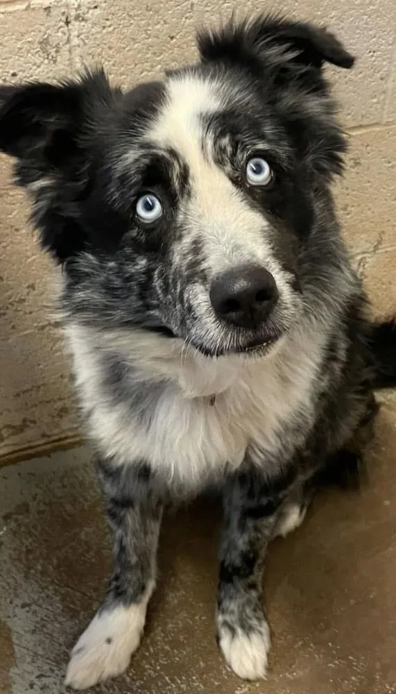 Watson Az thumbnail 2