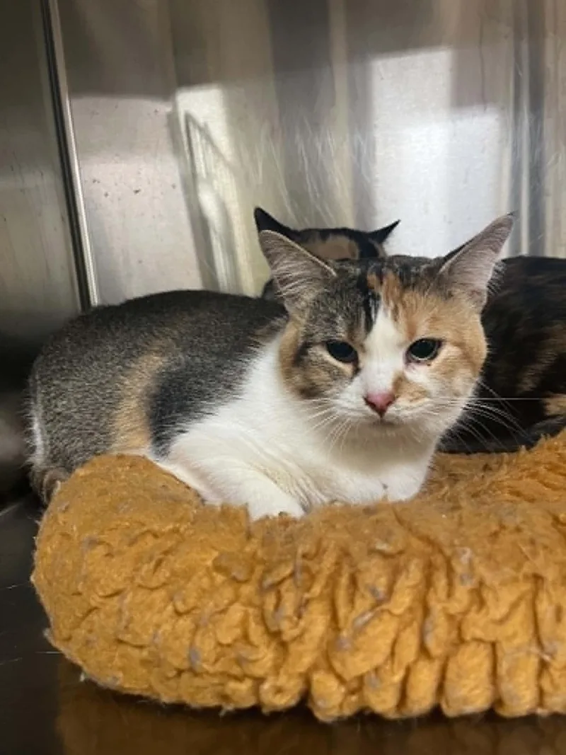 An adult medium-sized female Calico cat named Spade for adoption in Austin, MN