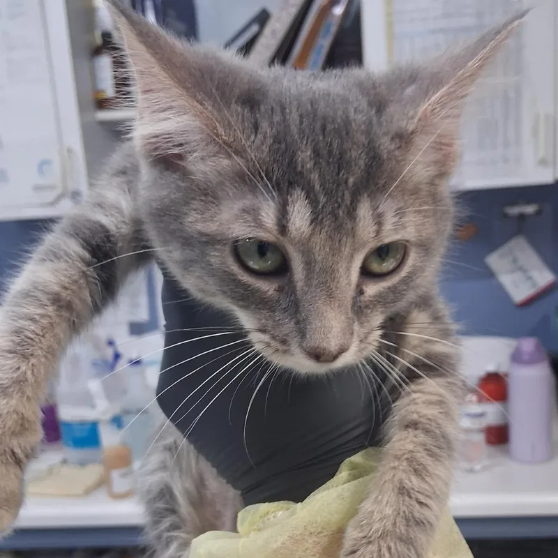 A baby small-sized female Gray / Blue / Silver Domestic Short Hair cat named Lee for adoption in Marble, NC
