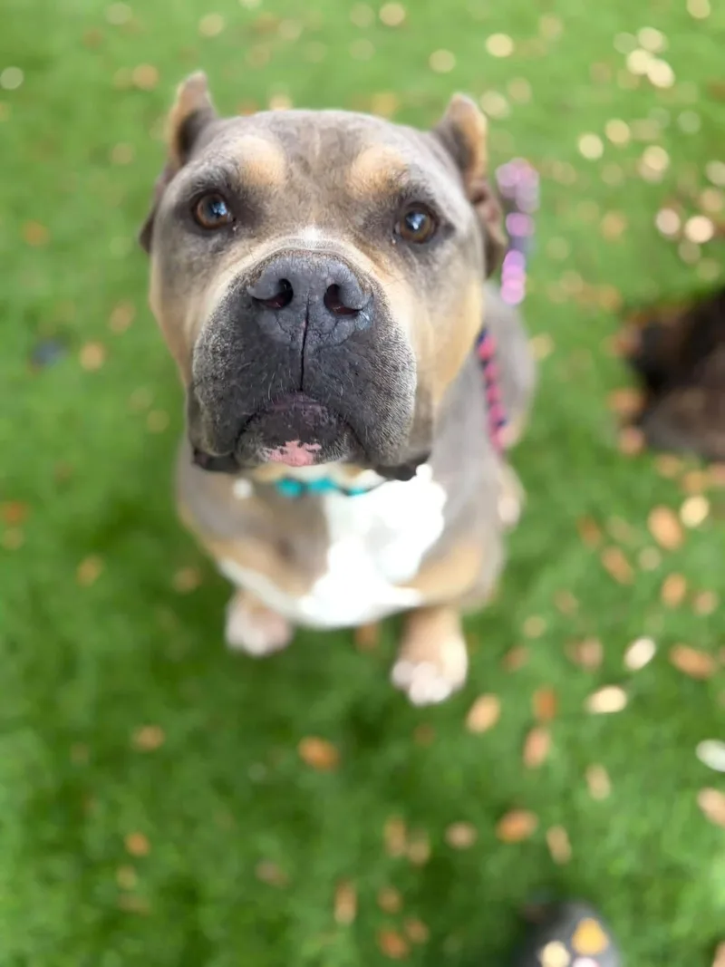 An adult large-sized male American Staffordshire Terrier dog named Mufasa for adoption in San Diego, CA