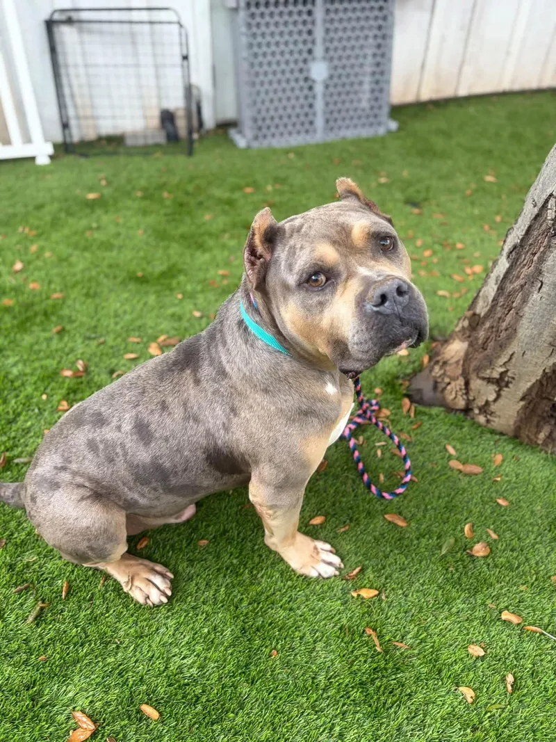 Mufasa thumbnail 3