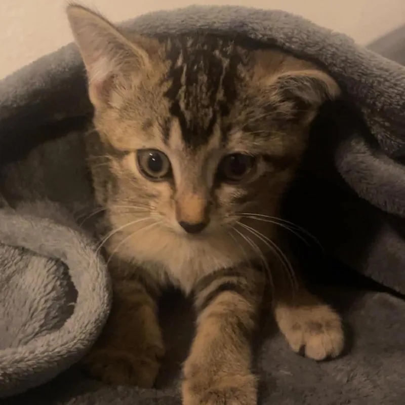 A baby small-sized female Gray / Blue / Silver Domestic Short Hair cat named Tipsy for adoption in CHANUTE, KS