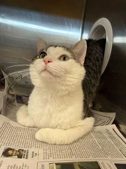 An adult medium-sized male Domestic Short Hair cat named Gollum for adoption in Sevierville, TN