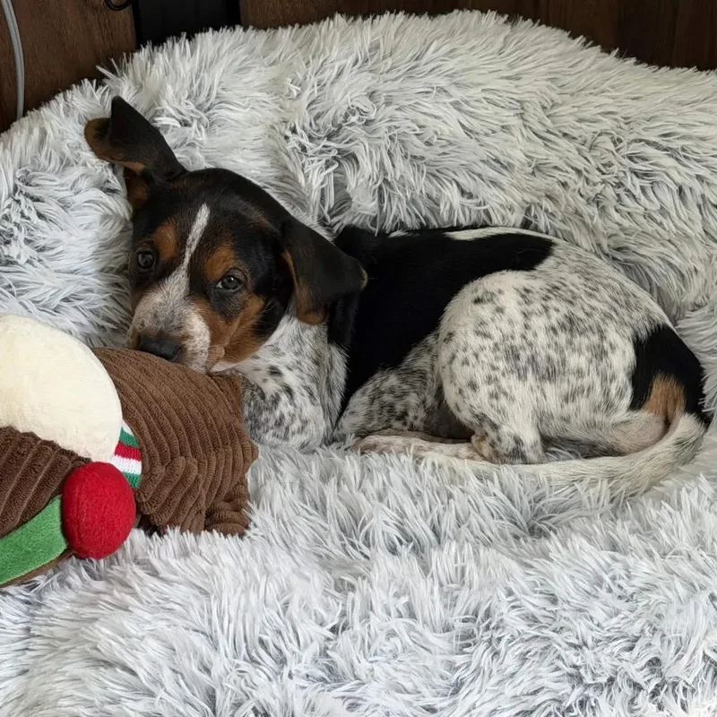 A baby medium-sized female Australian Cattle Dog / Blue Heeler dog named Thelma for adoption in Mount Vernon, WA