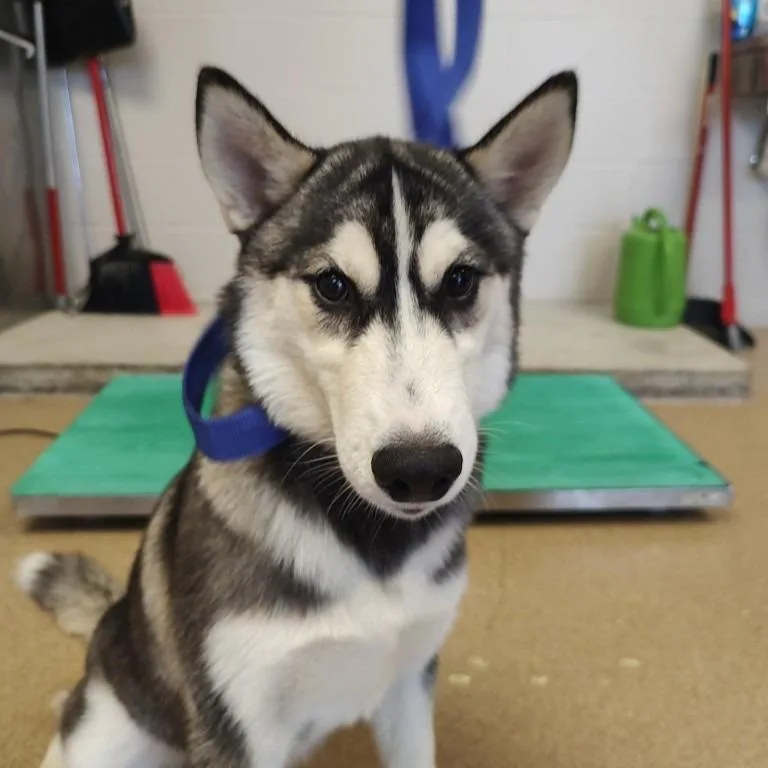 A baby medium-sized female Husky dog named Toad for adoption in Brenham, TX