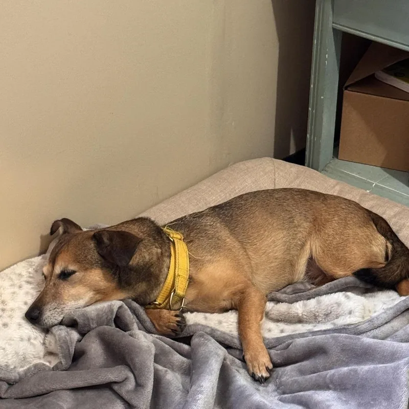 An adult small-sized female Sable Dachshund dog named Soliel for adoption in Sequatchie, TN