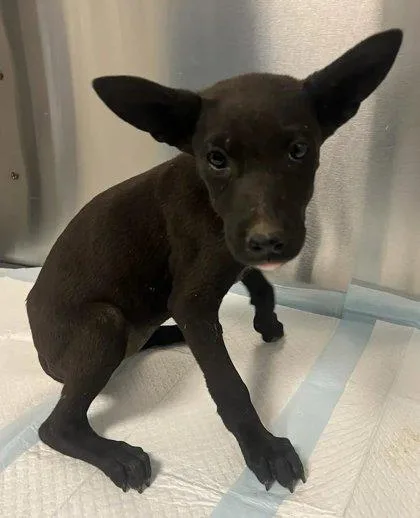 A baby small-sized female Shepherd dog named Minartha for adoption in Fresno, CA