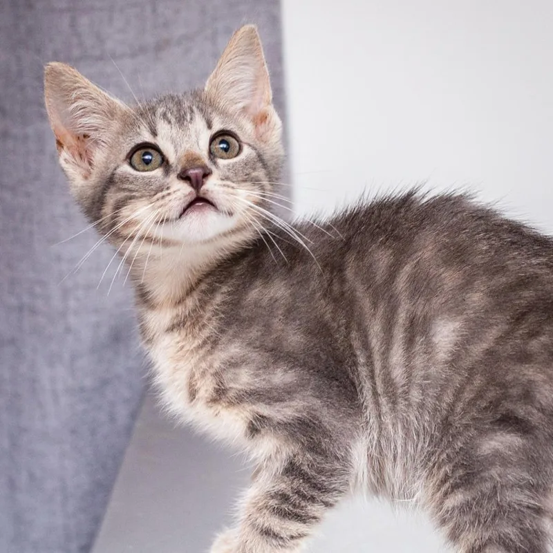 A baby small-sized male Gray / Blue / Silver Domestic Short Hair cat named Hoagie P Gillian Jr for adoption in Hattiesburg, MS