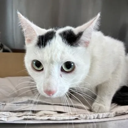 An adult medium-sized male Domestic Short Hair cat named Dice for adoption in West Chester, PA
