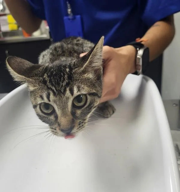 A baby medium-sized female Domestic Short Hair cat named Ifc Jacky for adoption in Lawrenceville, GA