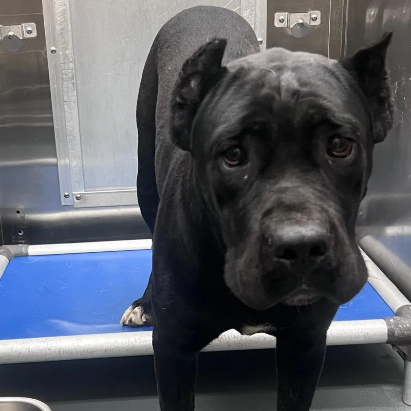A young large-sized female Black Mixed Breed dog named Midnight for adoption in Memphis, TN