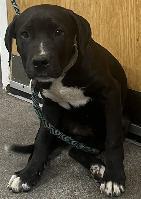 A baby small-sized male Pit Bull Terrier dog named Trust for adoption in Upper Marlboro, MD