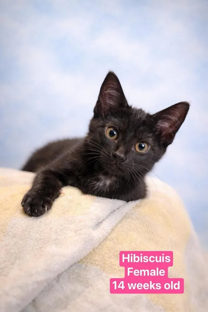 A baby small-sized female Black Domestic Short Hair cat named Hibiscus for adoption in Manteca, CA