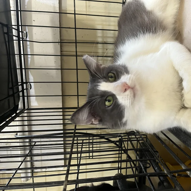 A young medium-sized male Gray & White Domestic Medium Hair cat named William for adoption in Hammond, LA