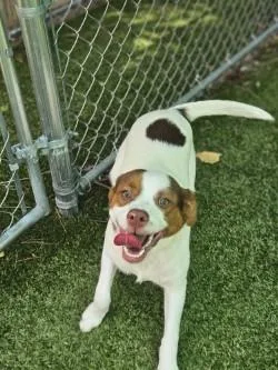 A young medium-sized male Mixed Breed dog named Bale for adoption in Savannah, GA