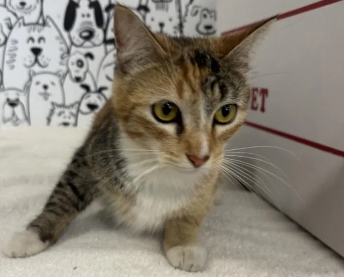 An adult large-sized female Domestic Short Hair cat named Mona Lisa for adoption in San Pedro, CA