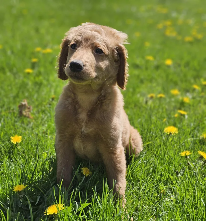A baby medium-sized male Irish Setter dog named Waylon   $ for adoption in Milwaukee, WI