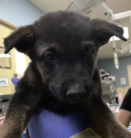A baby small-sized male German Shepherd Dog dog named Sloth for adoption in Riverside, CA