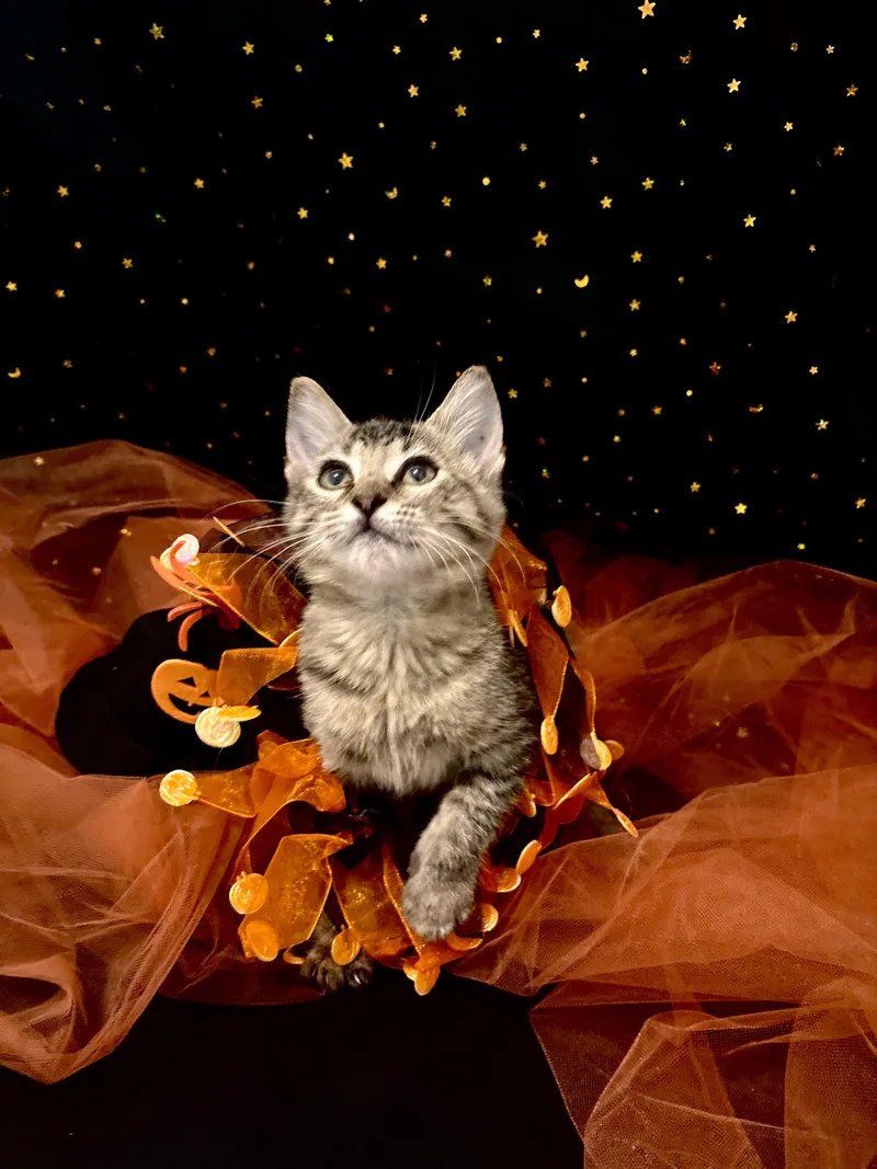A baby medium-sized female Tabby (Brown / Chocolate) Domestic Short Hair cat named Vitani for adoption in Houston, TX