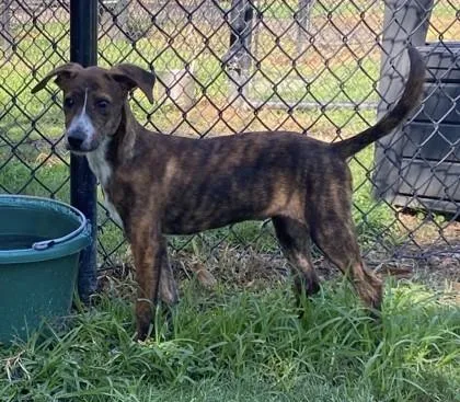 A baby medium-sized female Labrador Retriever dog named Mountain for adoption in Conway, SC