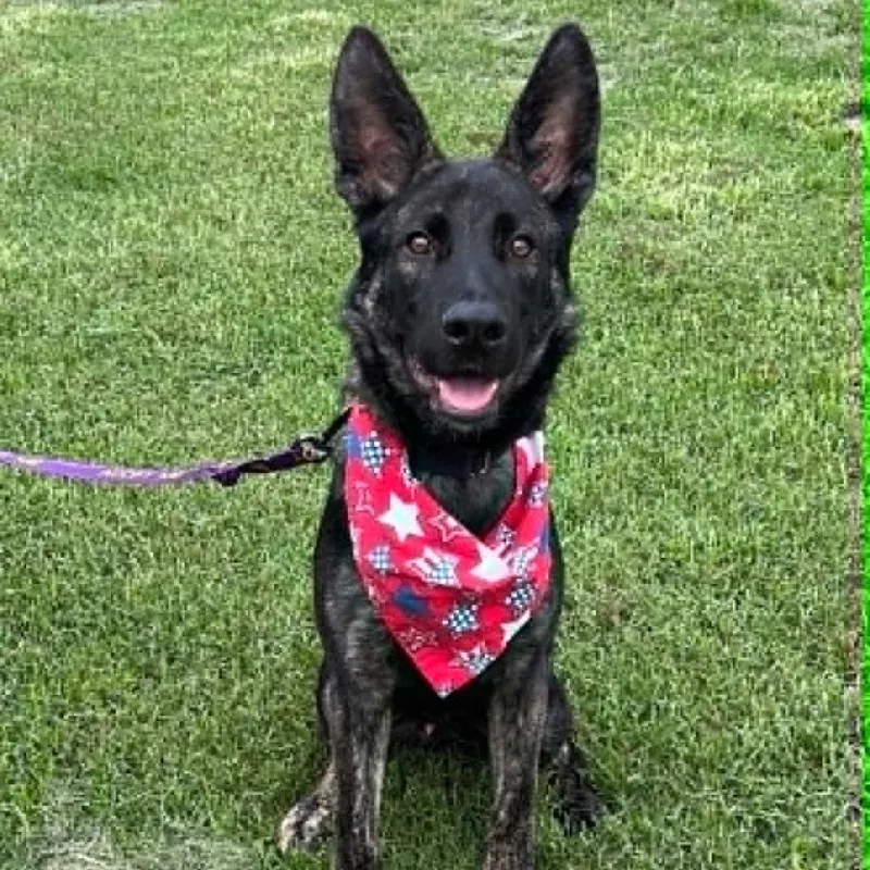 A young medium-sized male Brindle Dutch Shepherd dog named Riley for adoption in Concord, NC