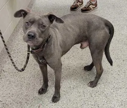 An adult large-sized male Gray / Blue / Silver Pit Bull Terrier dog named Andrew for adoption in Kansas City, MO
