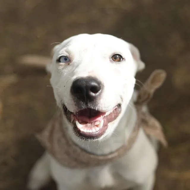 A young medium-sized male American Staffordshire Terrier dog named Puppy for adoption in San Antonio, TX