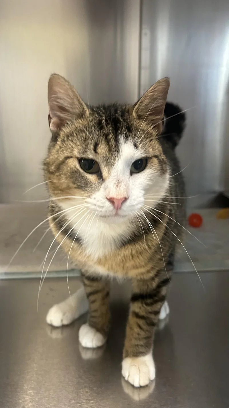 A young medium-sized male Domestic Short Hair cat named Bentley for adoption in Lancaster, PA