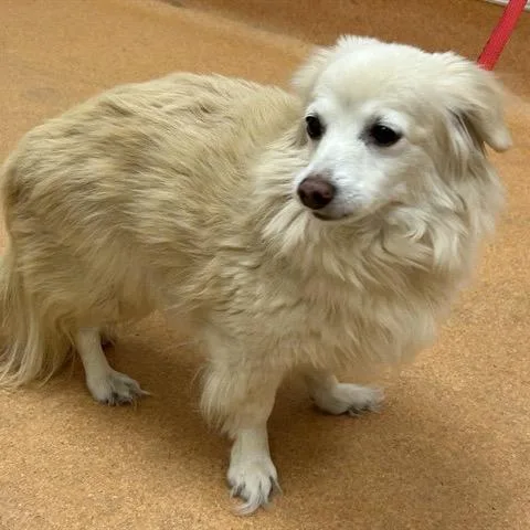 A senior small-sized female White / Cream Pomeranian dog named Margaret for adoption in Pacific Grove, CA