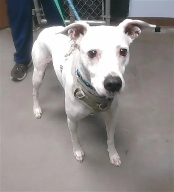 An adult large-sized male Pit Bull Terrier dog named Kabuki for adoption in Mesa, AZ