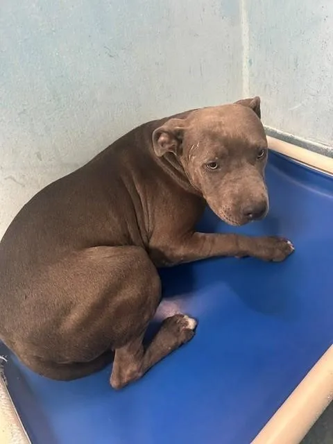 A young medium-sized male Pit Bull Terrier dog named A for adoption in Baldwin Park, CA
