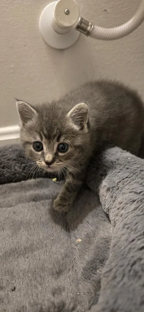 A baby small-sized female Gray / Blue / Silver Domestic Short Hair cat named Lila for adoption in Greenbelt, MD