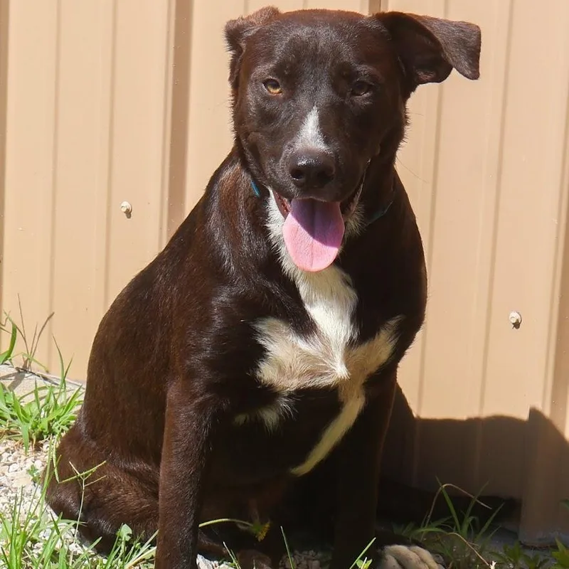A young medium-sized male Black Labrador Retriever dog named Jacoby for adoption in Hollister, MO