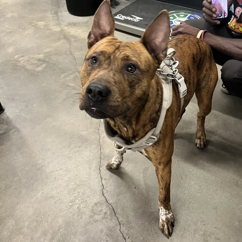 A young medium-sized male Brindle Terrier dog named Bam Bam for adoption in Tampa, FL