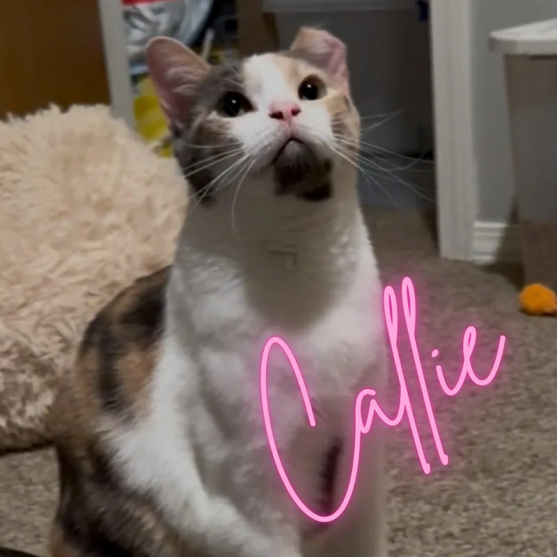 Callie