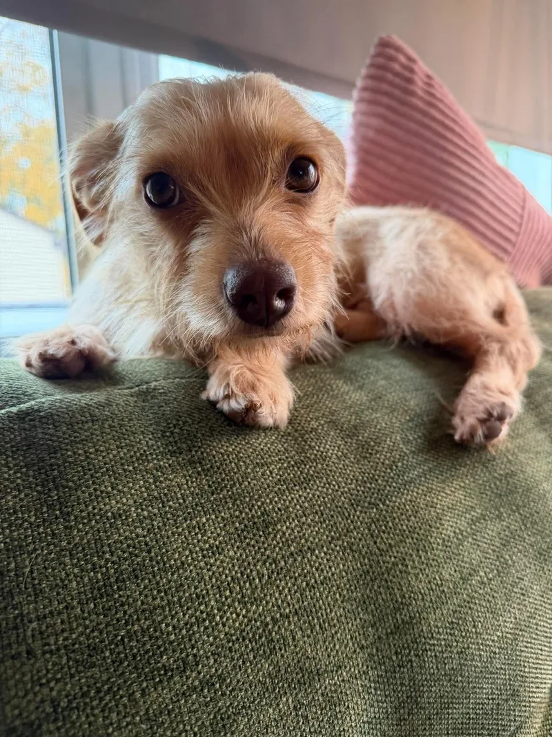 An adult small-sized female Terrier dog named Frankie for adoption in Grand Forks, ND