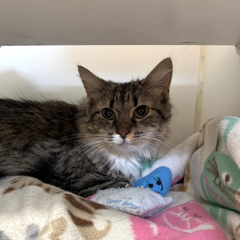 An adult medium-sized female Tabby (Brown / Chocolate) Domestic Medium Hair cat named Summer for adoption in Reisterstown, MD