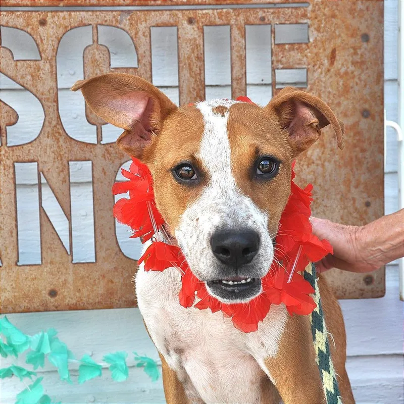 An adult medium-sized male Brown / Chocolate Mixed Breed dog named Graham for adoption in Prescott, AZ