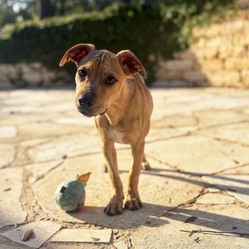 A young small-sized female Yellow / Tan / Blond / Fawn Black Mouth Cur dog named Rumi for adoption in Bastrop, TX