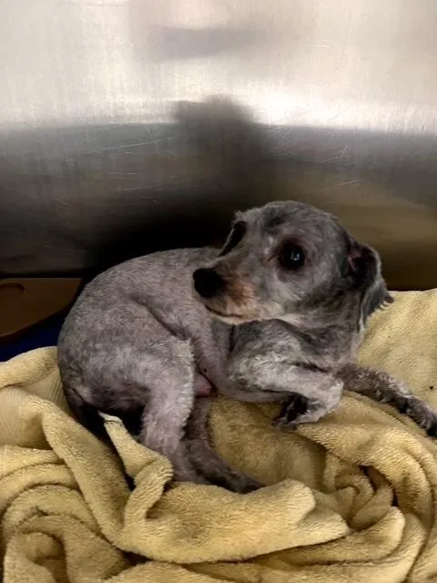 A senior small-sized male Gray / Blue / Silver Poodle dog named Martin for adoption in Lambertville, NJ