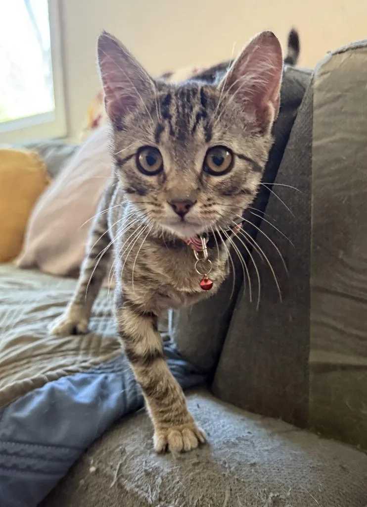 A baby small-sized male Domestic Short Hair cat named Jiff for adoption in Lemoore, CA