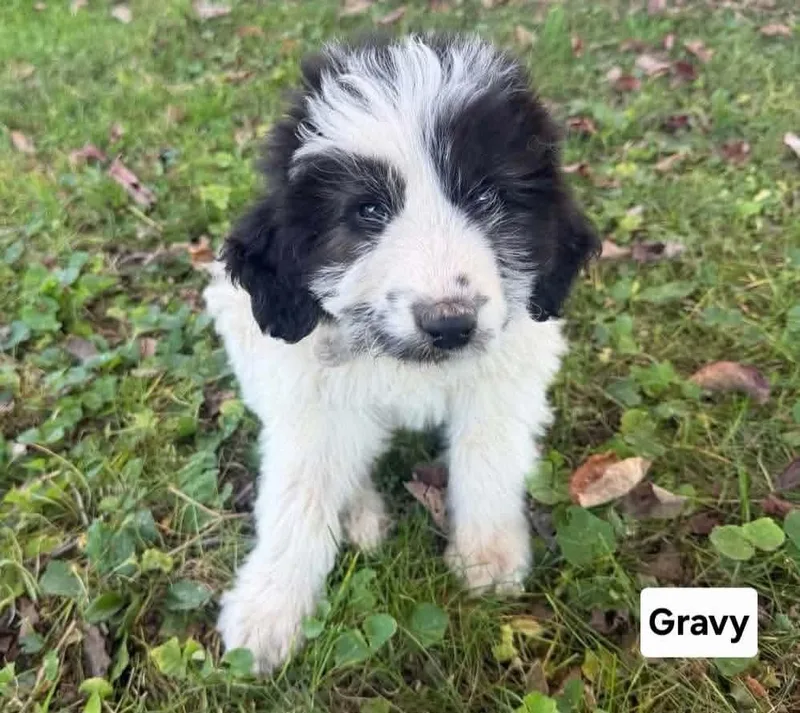 A baby medium-sized male Black Great Pyrenees dog named Gravy for adoption in Saint Clairsville, OH