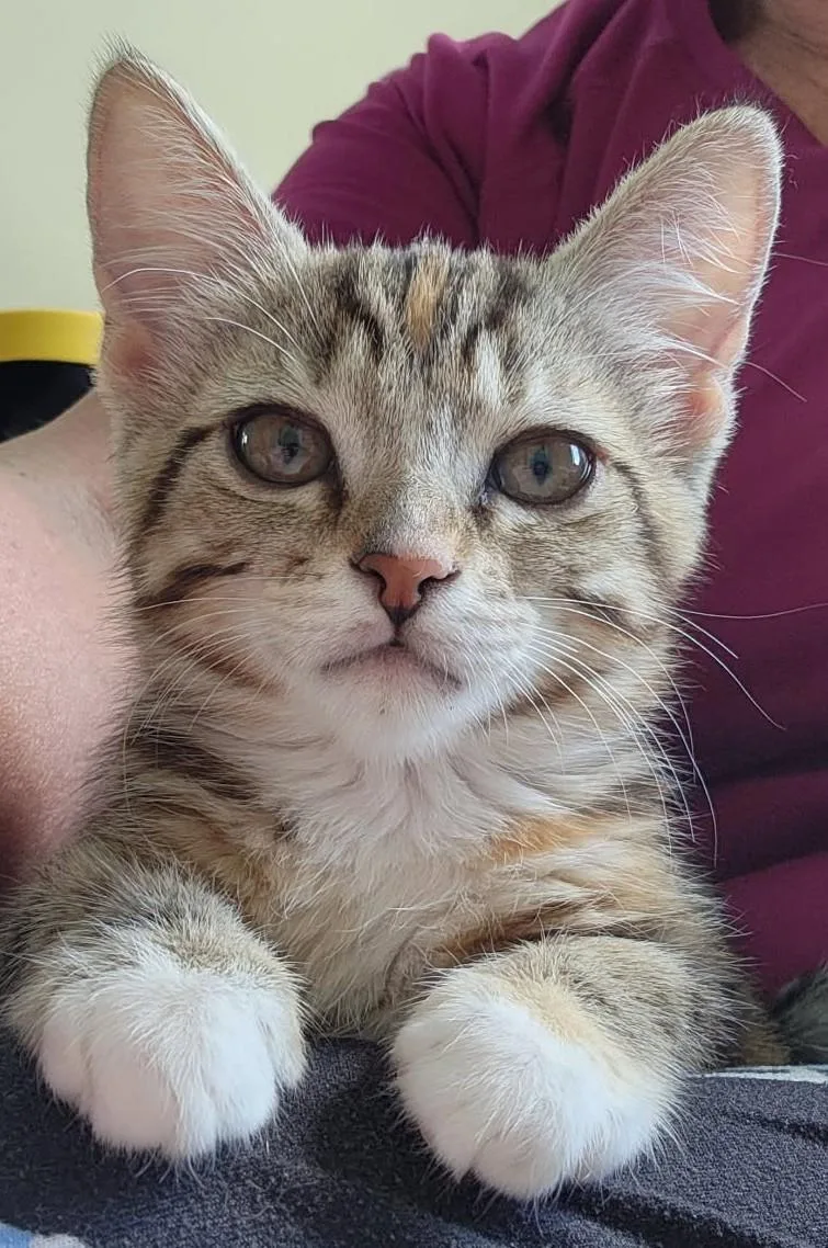 A baby medium-sized female Dilute Tortoiseshell cat named Libby — The Little for adoption in Prescott, AZ