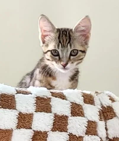 Libby — The Little thumbnail 2