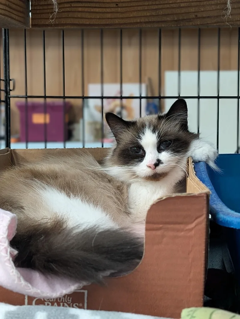 An adult medium-sized female Buff / Tan / Fawn Snowshoe cat named Maude for adoption in Tilton, IL