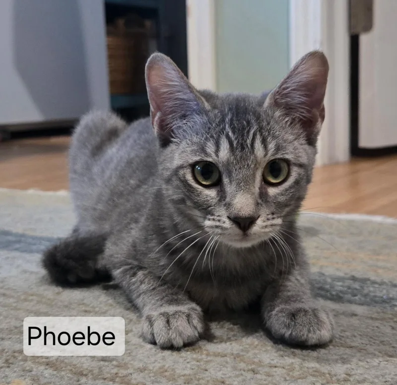 A baby medium-sized female Domestic Short Hair cat named Molly & Phoebe for adoption in Cypress, TX