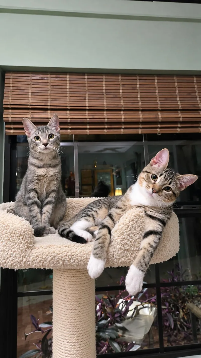 Molly & Phoebe thumbnail 2