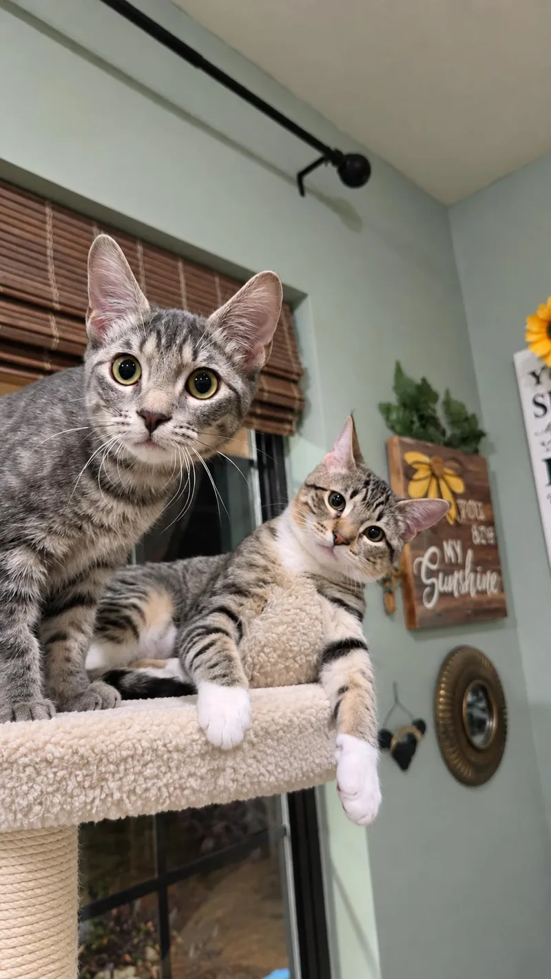 Molly & Phoebe thumbnail 5